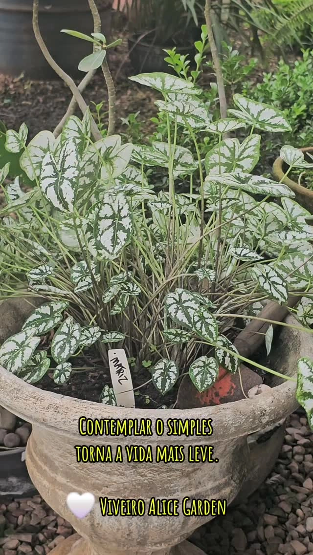 A beleza dos detalhes